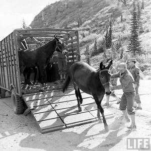 Addestramento con i muli a Camp Hale