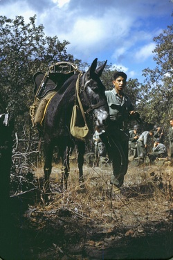 Un momento dell'addestramento. Il soldato Cruz Rios con un mulo da trasporto